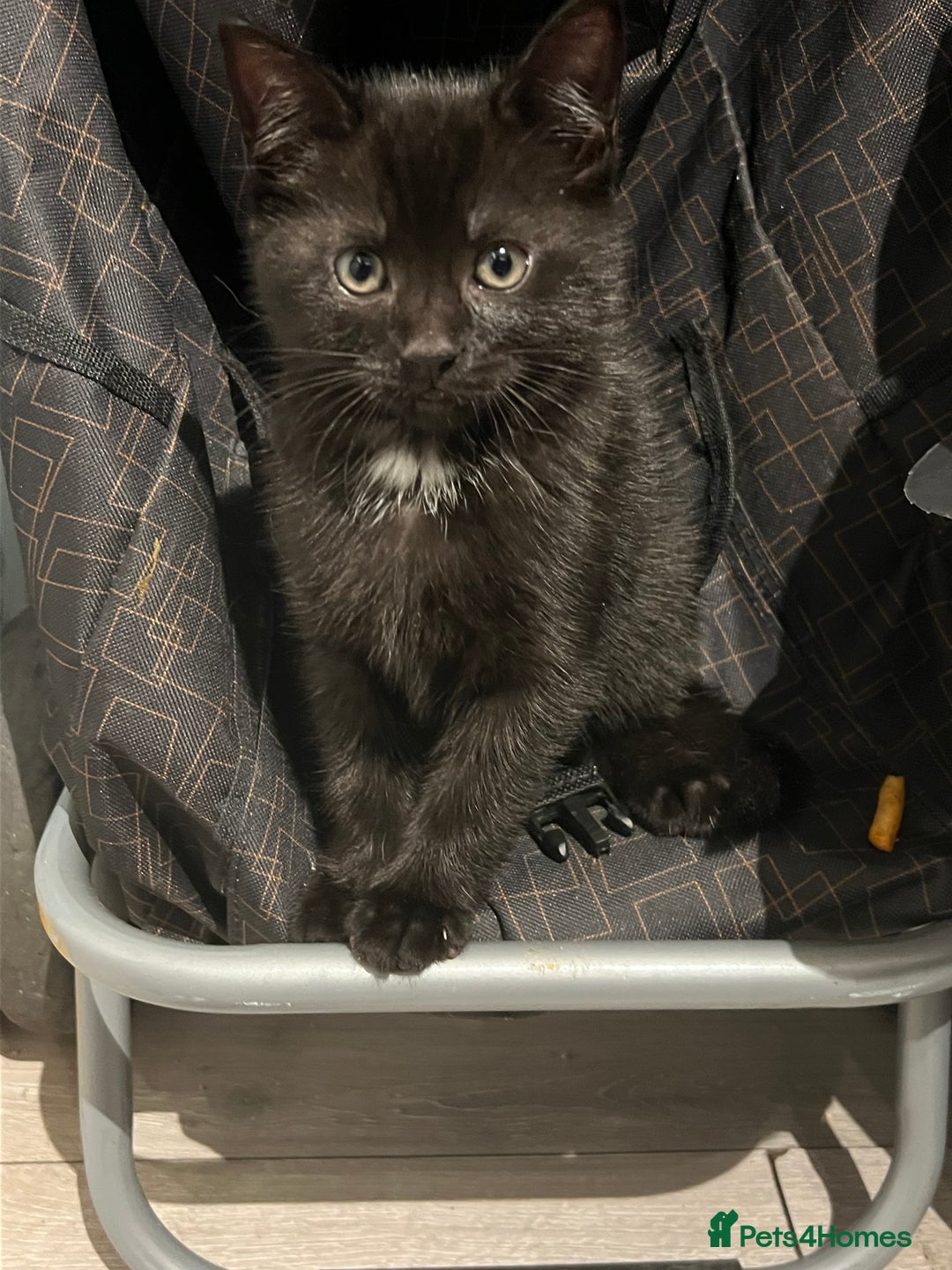 Mixed Breed cats for sale: Male Kitten Ready For A New Home! - Advert 2