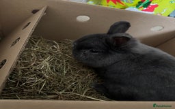 Netherland Dwarf rabbits for sale: Netherland dwarf *INDOOR* - Image 1