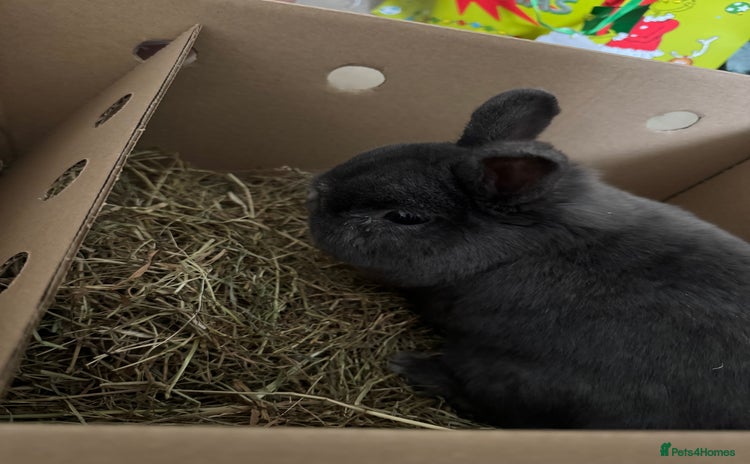 Netherland Dwarf rabbits - Advert 1