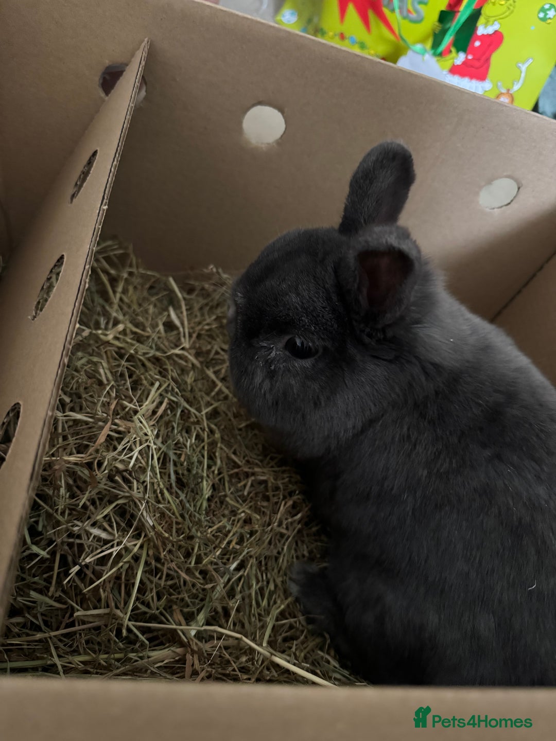 Netherland Dwarf rabbits for sale: Netherland dwarf *INDOOR* - Image 1