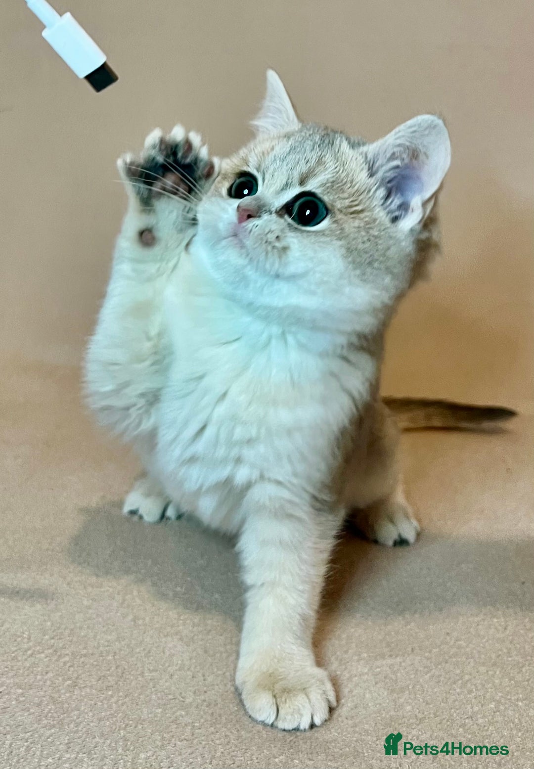 British Shorthair cats for sale: 🐾 Pure BSH Kittens 🐾  - Advert 18