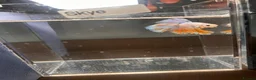 Bettas fish for sale: Betta fish - Advert 4