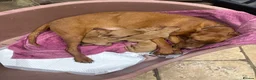 Hungarian Vizsla dogs for stud: Hungarian viszla stud in Leominster - Advert 2