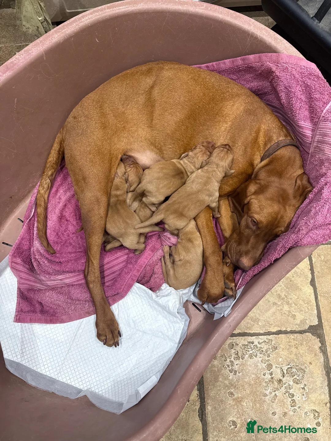 Hungarian Vizsla dogs for stud: Hungarian viszla stud in Leominster - Advert 2