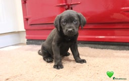 Labrador Retriever dogs for sale: Lovely Labrador Puppies ready next weekend - Image 14