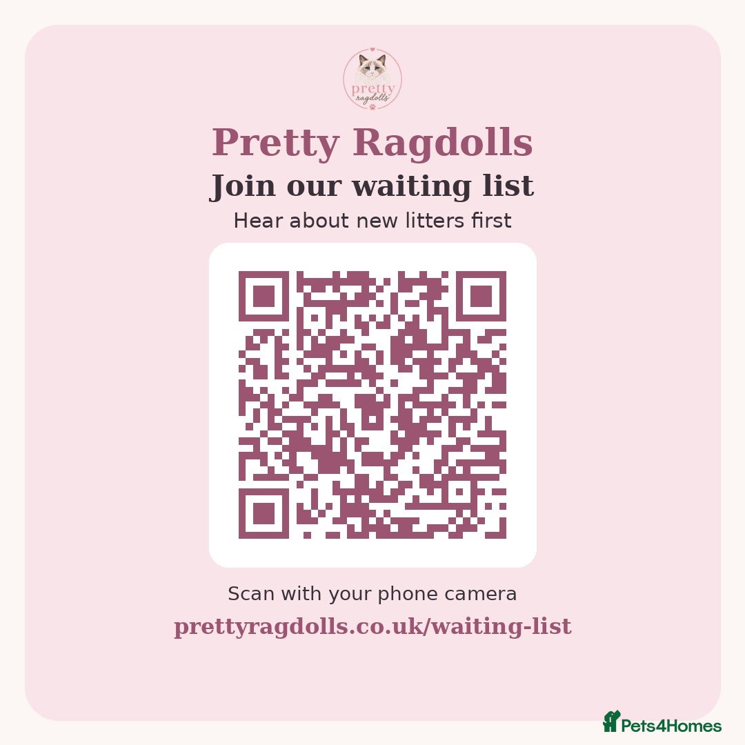 Ragdoll cats Home Raised Ragdoll Kittens, Health Tested Parents - Advert 2