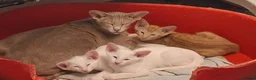 Oriental cats for sale: Gorgeous Oriental Cross Kittens - Advert 2