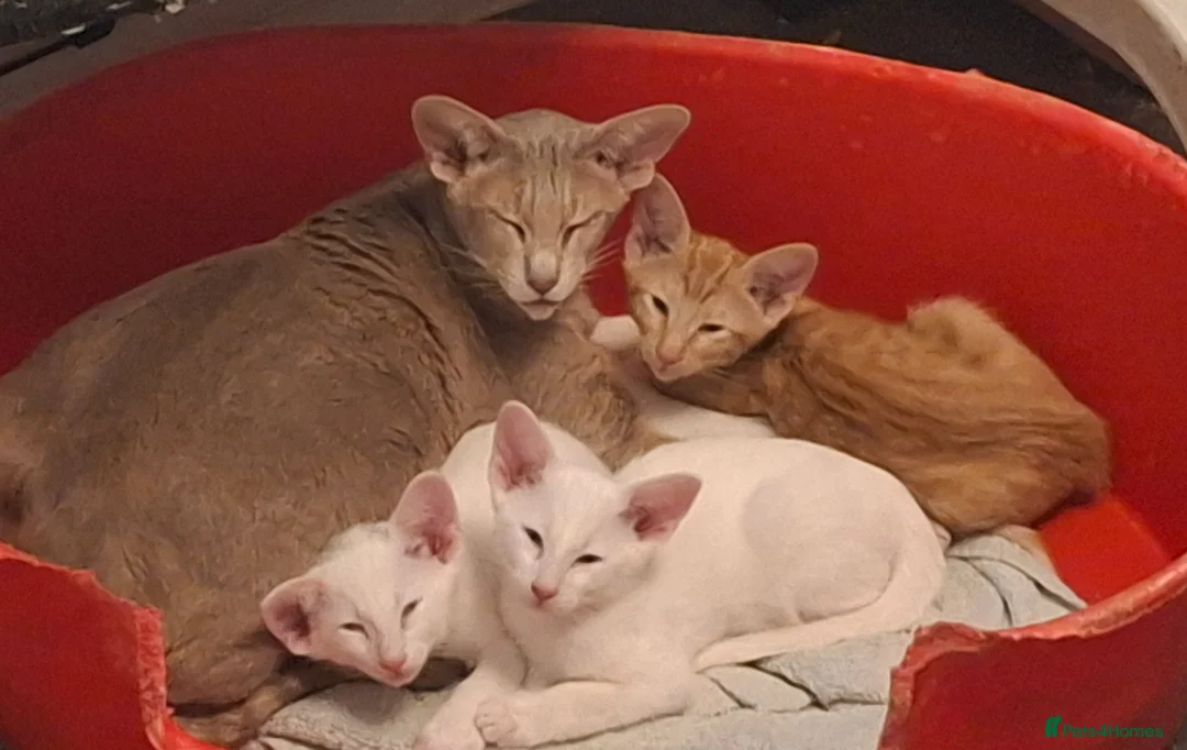 Oriental cats for sale: Gorgeous Oriental Cross Kittens - Advert 2