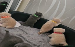 British Shorthair cats for sale: Pretty British shorthair  - Image 25