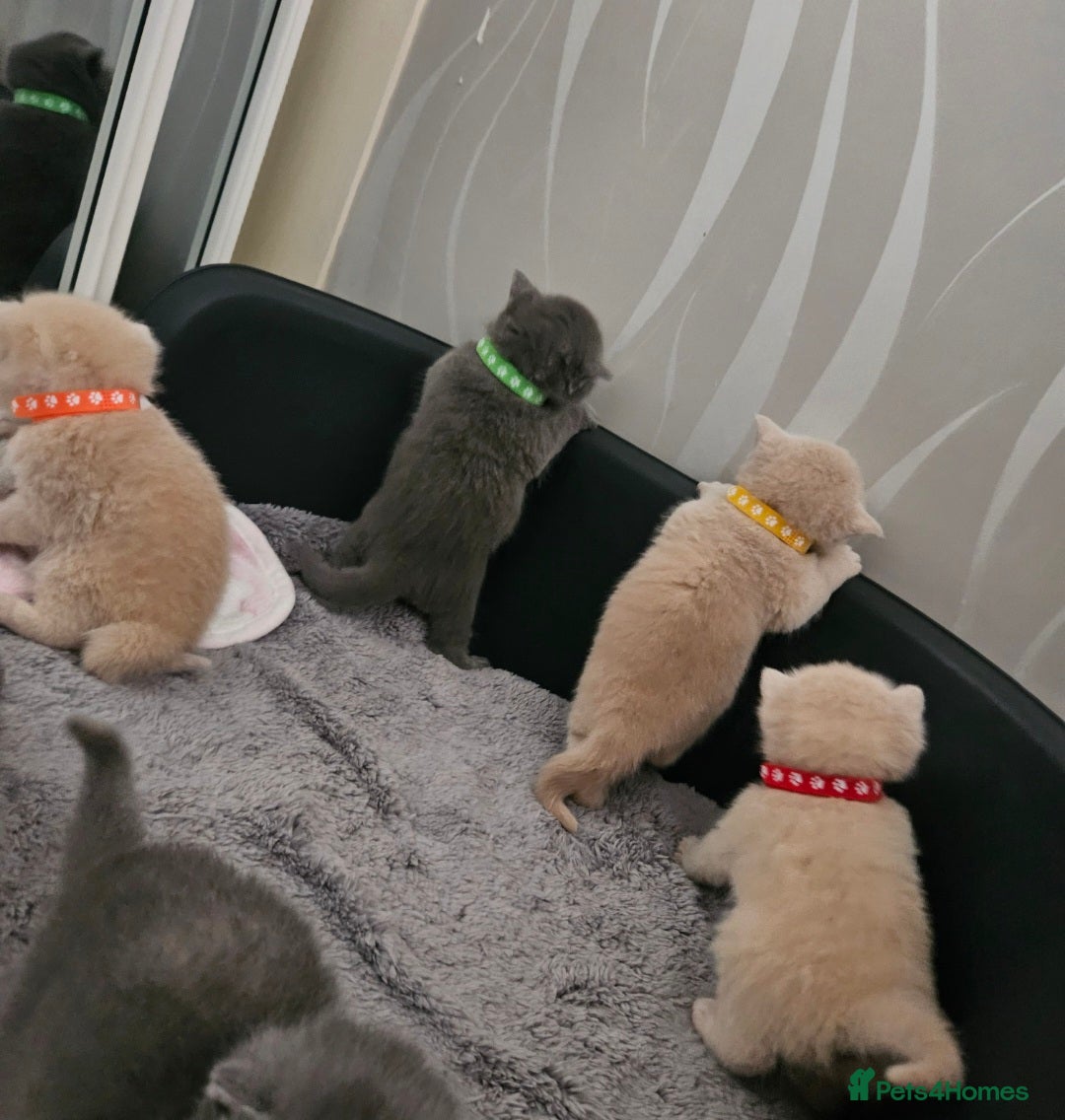 British Shorthair cats for sale: Pretty British shorthair  - Image 25