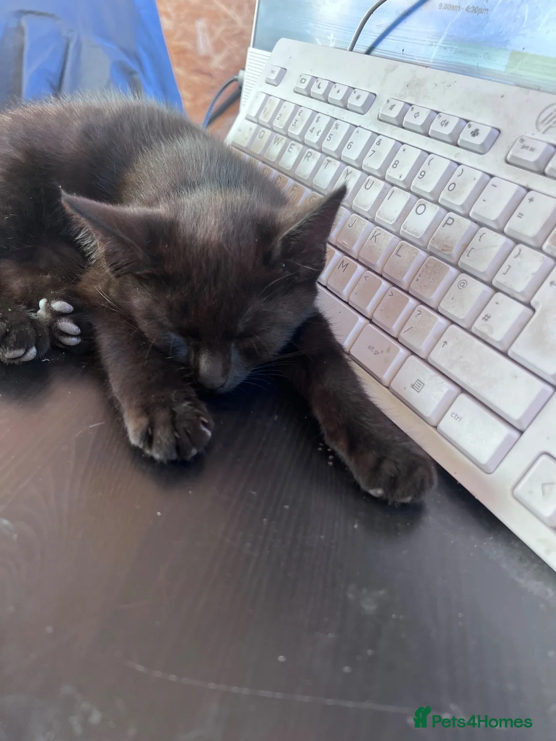 Domestic Shorthair cats for sale: 3 beautiful black kittens ready to go.  in Meifod - Advert 5