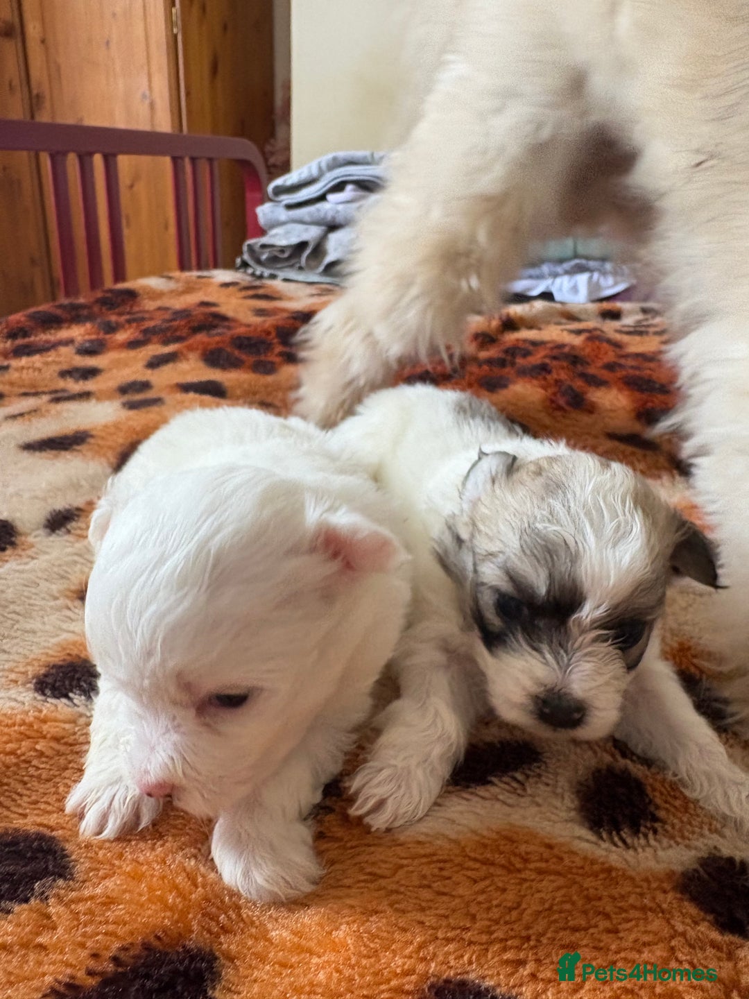 Mixed Breed dogs for sale: Pomeranian × Poodle × Chihuahua Puppies  - Image 12
