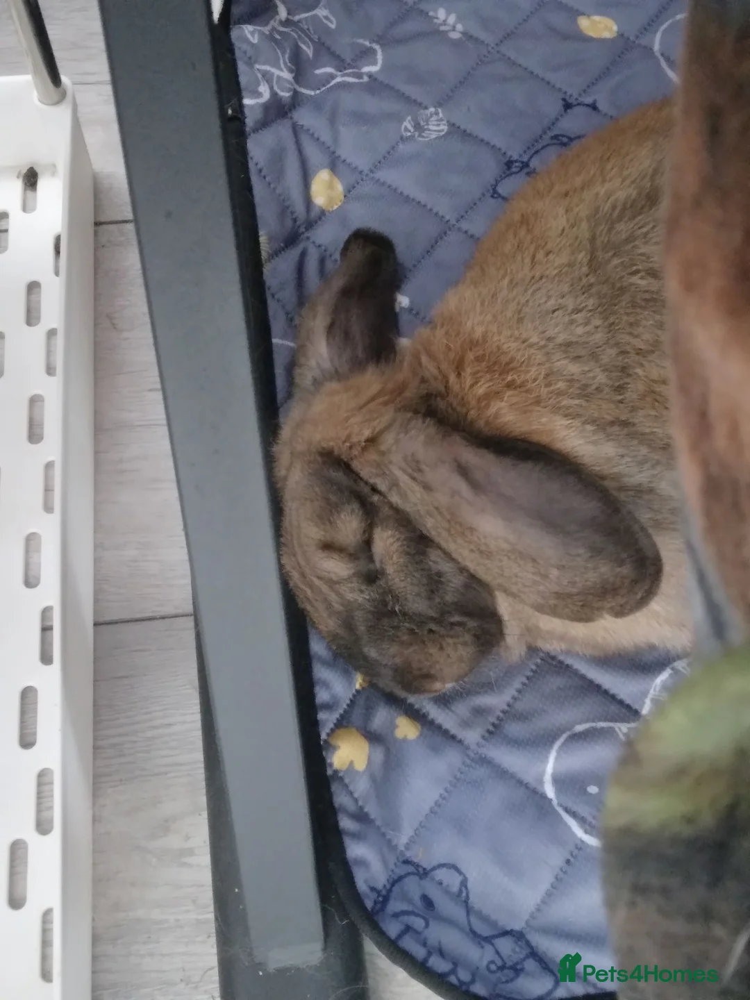 Mixed Breed rabbits for sale: Experienced home wanted - Advert 9