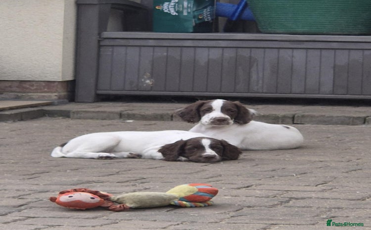 English Springer Spaniel dogs - Advert 2