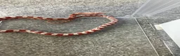 Corn Snake reptiles for sale: Baby Corn Snakes 🐍  - Advert 11