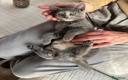Mixed Breed cats for sale: Beautiful grey female kitten - Image 3