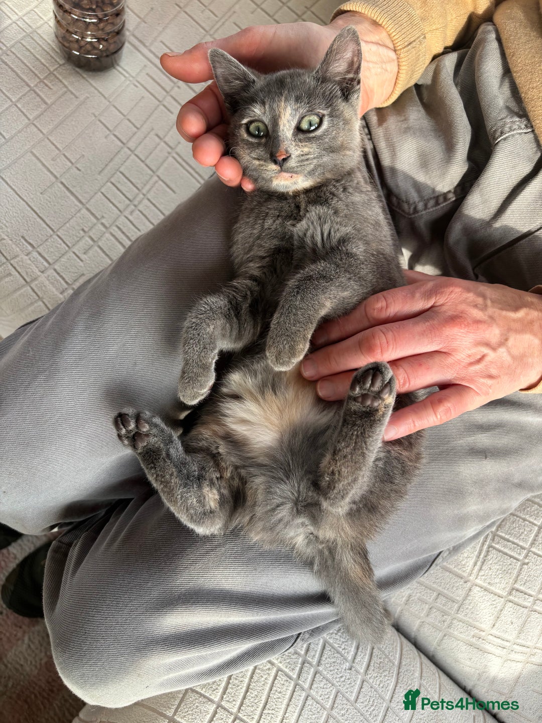 Mixed Breed cats for sale: Beautiful grey female kitten - Image 3