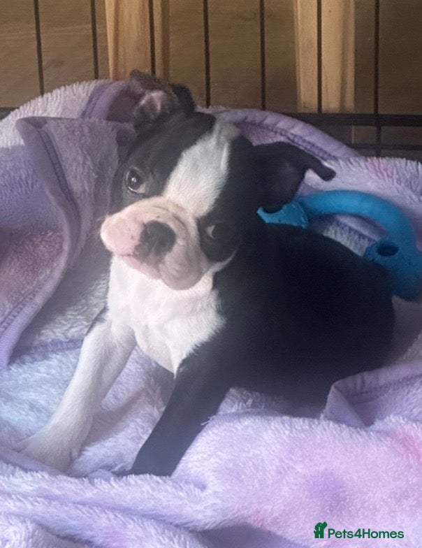 Boston Terrier dogs Reduced £1750 Ready now. 1 girl left Kc reg  - Advert 9