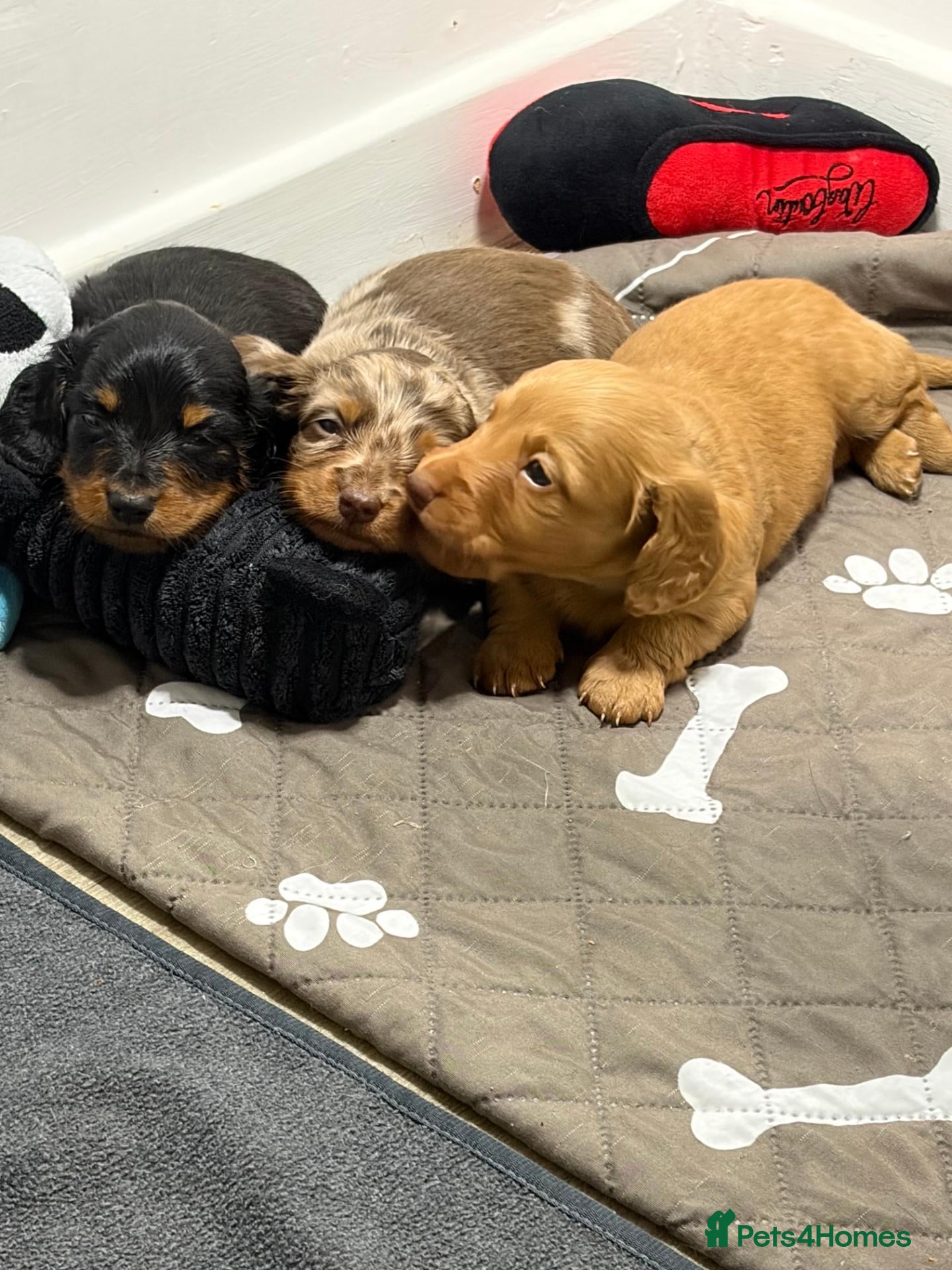 Miniature Dachshund dogs KC Long Haired Mini Dachshund - Cream/Red/Black - Advert 20