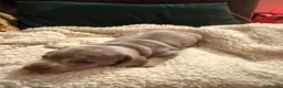 Miniature Dachshund dogs for sale: Beautiful miniature dachshund puppies  in Durham - Advert 11