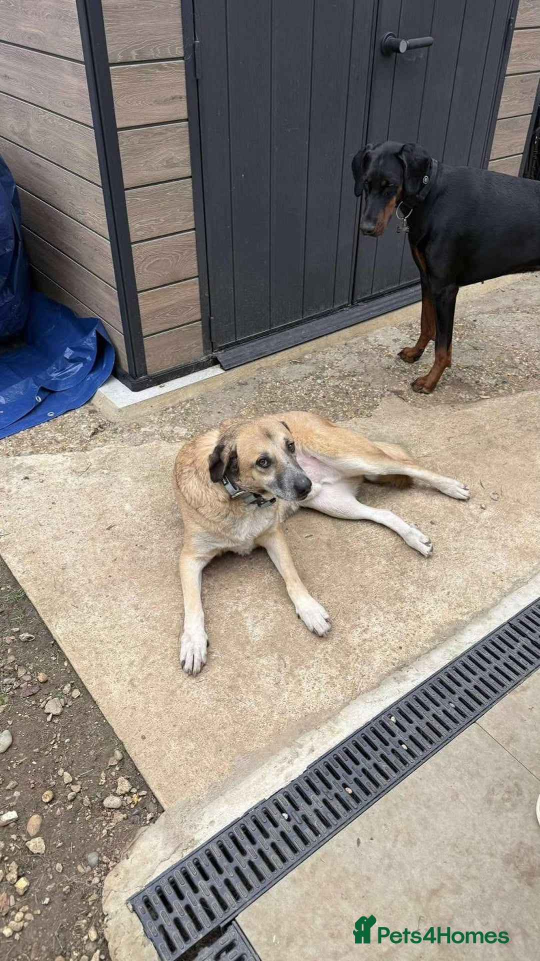 Mixed Breed dogs for adoption: Gentle Louie is ready for his forever family! - Image 4
