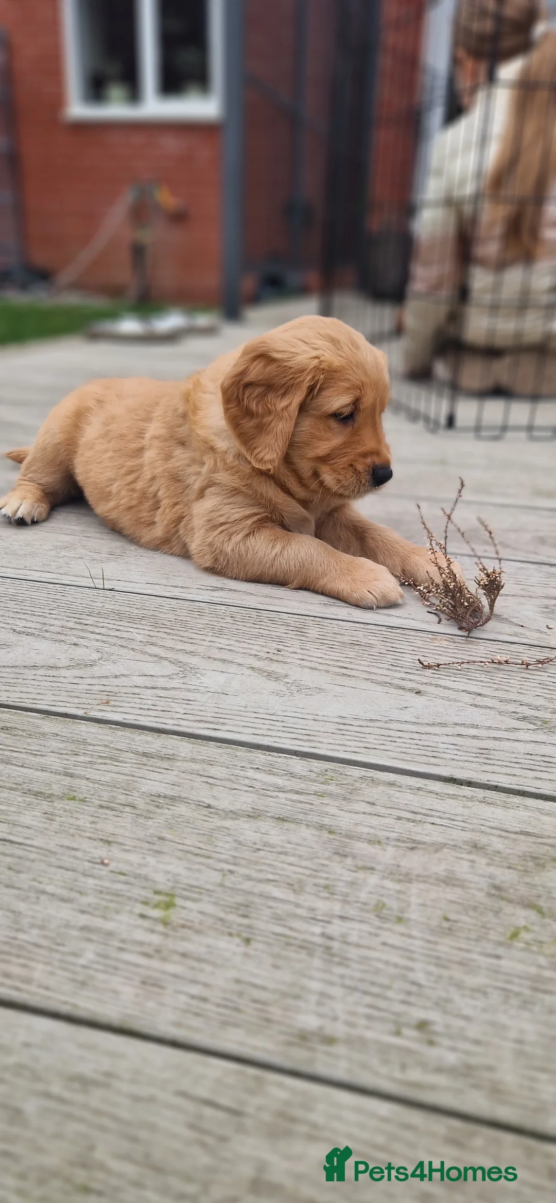 Golden Retriever dogs for sale: Golden retrievers puppies 5 weeks old - Advert 2