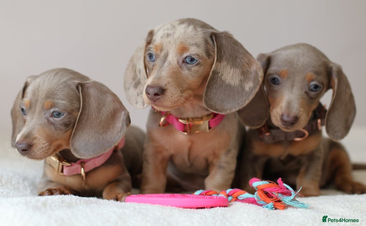 Miniature Dachshund dogs - Advert 12