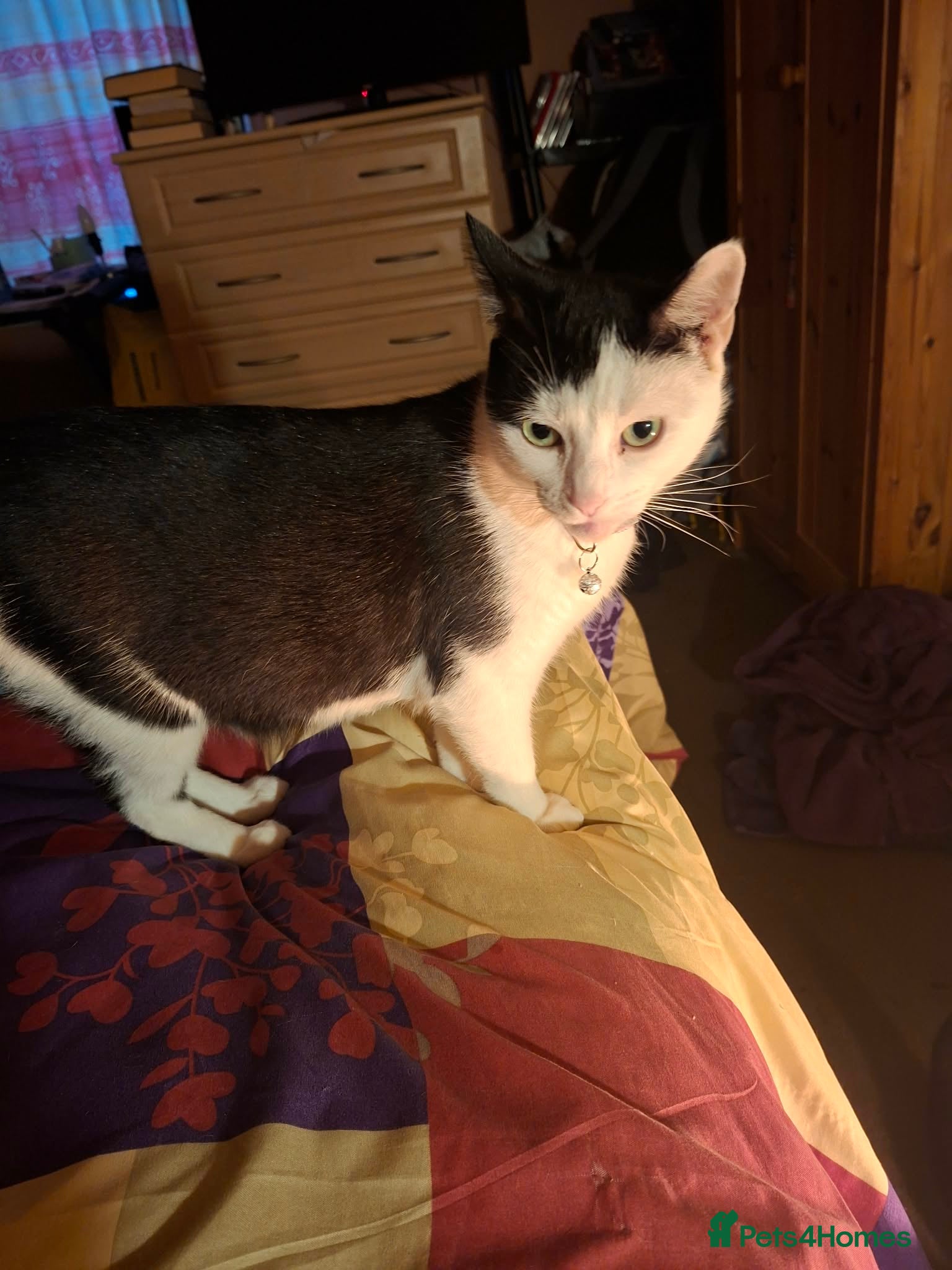 Mixed Breed cats Three female kittens looking for forever homes  - Advert 1