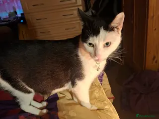 Mixed Breed cats Three female kittens looking for forever homes - Advert 1