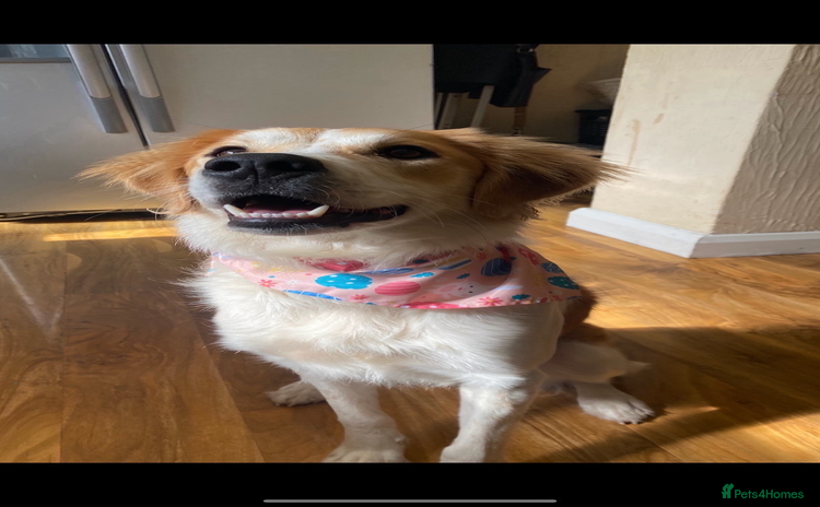 Mixed Breed dogs - Advert 1