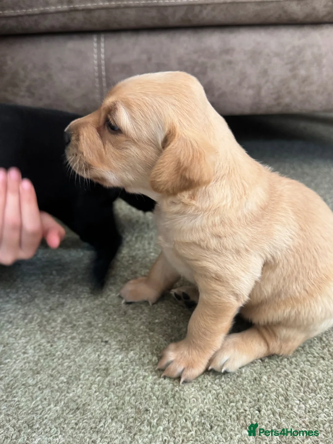 Labrador Retriever dogs for sale: Outstanding Litter, KC Registered Labrador puppies in Midhurst - Advert 4