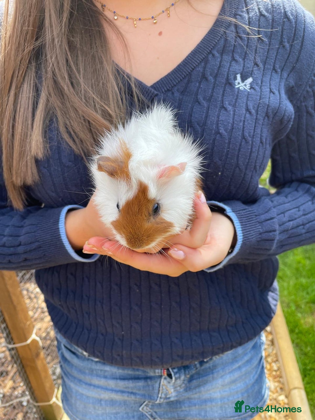 Guinea Pig rodents for sale: Male Guinea pigs - Image 3