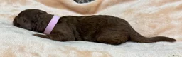 Double Doodle dogs for sale: Sunning littler of Doubledoodle puppies in Grimsby - Advert 5
