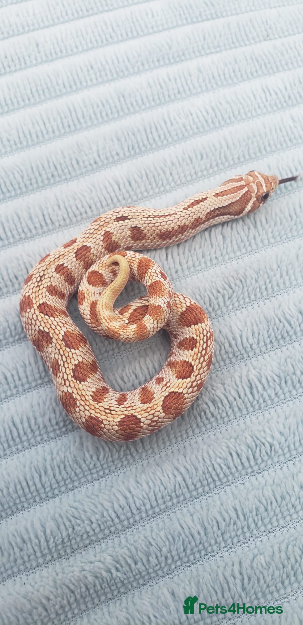 Snake reptiles Baby Western hognoses CB 25 & 26 ready to go  - Advert 1