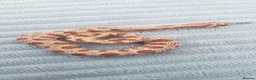 Snake reptiles for sale: Baby Western hognoses CB 25 & 26 ready to go  - Advert 3