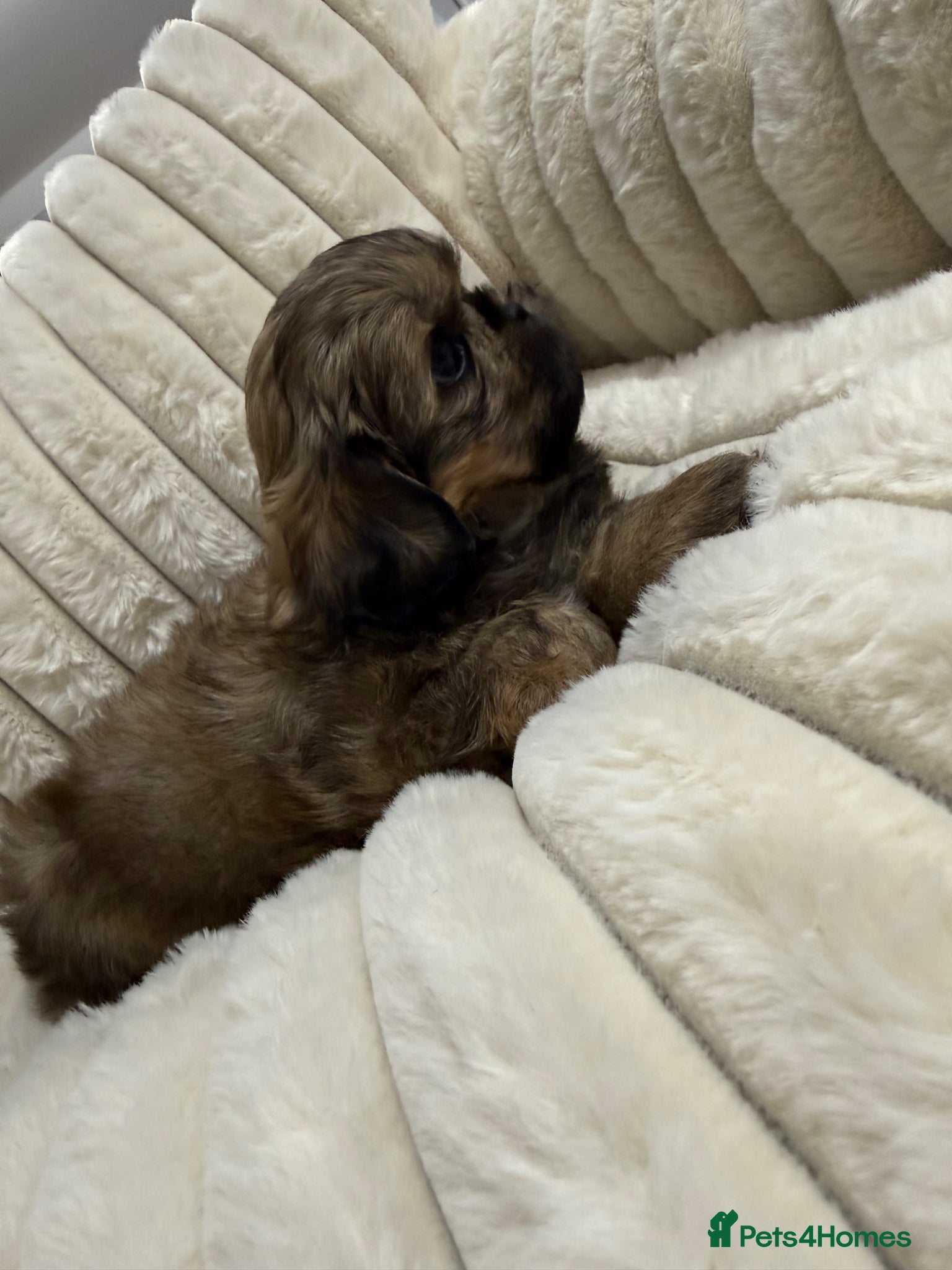 Shih Tzu dogs READY TO LEAVE - KC Imperial Shih Tzu Boy - Advert 4