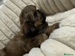Shih Tzu dogs READY TO LEAVE - KC Imperial Shih Tzu Boy - Advert 2