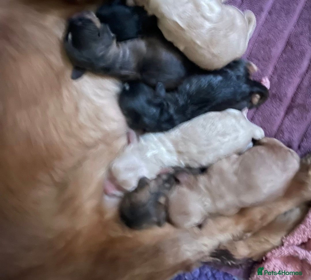 French Bulldog dogs for sale: French bulldog Pups - Advert 6