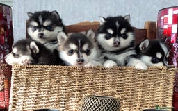 Pomsky dogs for sale: Very Tiny F4 Pomskys  - Image 26