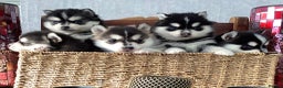 Pomsky dogs for sale: Very Tiny F4 Pomskys REDUCED NEEDS HOMES NOW - Advert 26