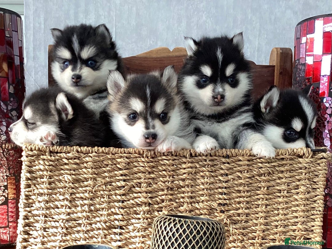 Pomsky dogs for sale: Very Tiny F4 Pomskys  - Image 26