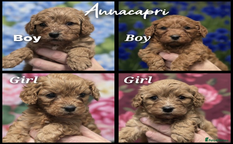 Cavapoo dogs - Advert 10