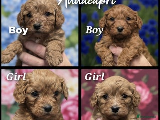 Cavapoo dogs - Advert 27