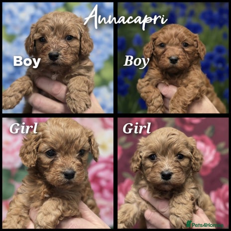 Cavapoo dogs - Advert 10