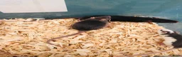Rat rodents for sale: Rats for sale - Advert 7