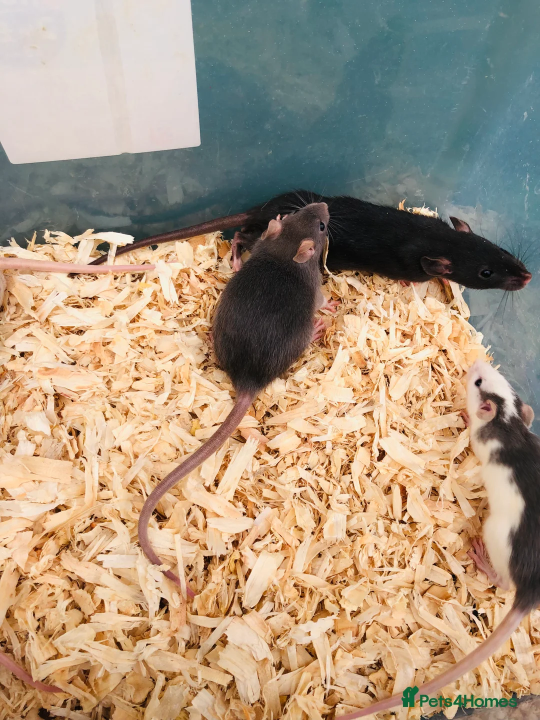 Rat rodents for sale: Rats for sale - Advert 7