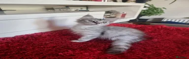 Maine Coon 3