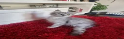 Maine Coon cats for sale: Beautiful Maine Coon Kittens READY TO LEAVE - Advert 2