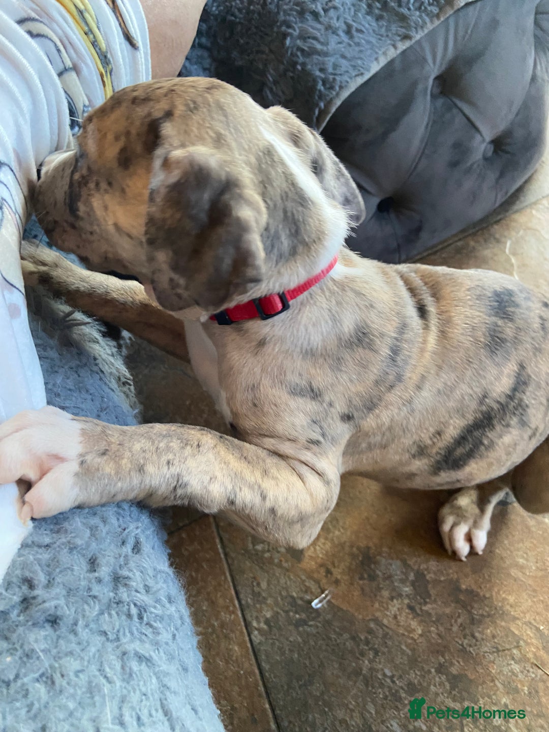 Mixed Breed dogs for sale: NORTH AMERICAN MASTIFF - Image 4