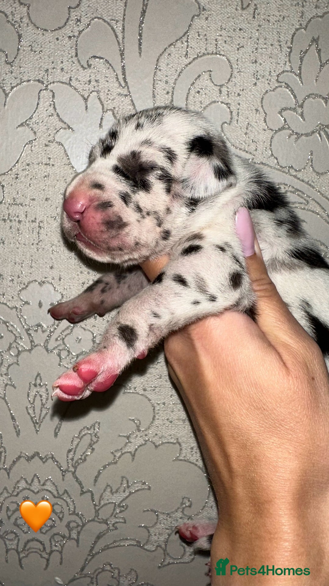 Great Dane dogs for sale: HARLIQUIN & BLACK PUPS KC REGISTERED  - Image 3